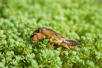 Megszabadulni lótücsökfélék eszközök és eljárások a megsemmisítése a kártevő