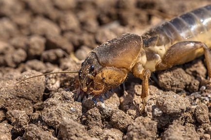 Megszabadulni lótücsökfélék eszközök és eljárások a megsemmisítése a kártevő