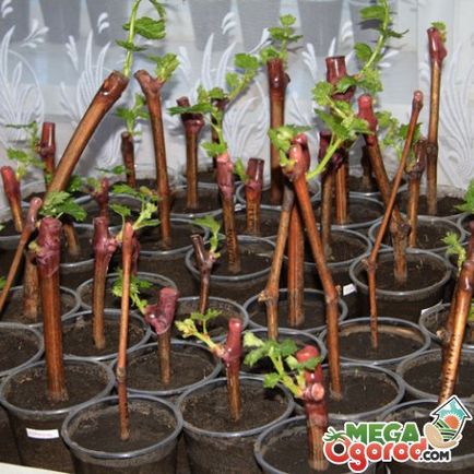 Mivel a dugványok a növény szőlő előkészítése, gyökereztető és ültető dugványok