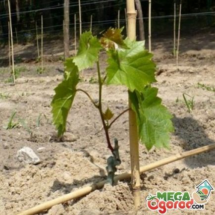 Mivel a dugványok a növény szőlő előkészítése, gyökereztető és ültető dugványok