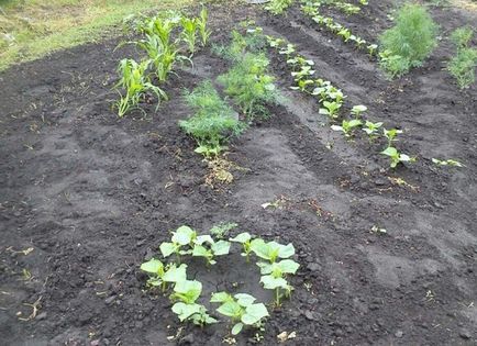 Mi a módja az öntözés az országban a lehető öntözés lehetőségek