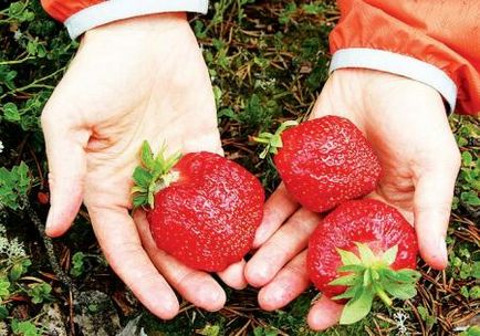 Hogyan lehet indítani egy vállalkozást a termesztés eper - egyszerű ajánlások