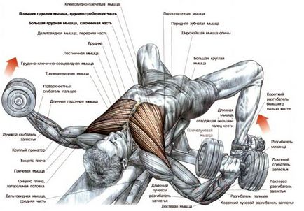 Hogyan építsünk mellizmok gyakorlatok a felső és az alsó rész, trainingbody