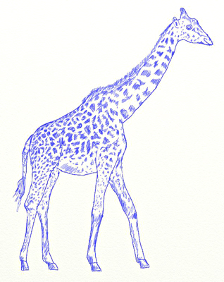 Hogyan kell felhívni a zsiráf, zsiráf rajz állapotok ceruza