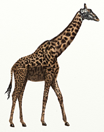Hogyan kell felhívni a zsiráf, zsiráf rajz állapotok ceruza