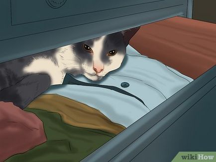 Hogyan lehet megtalálni egy eltűnt macska