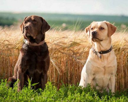 Hogyan kell elnevezni Labrador