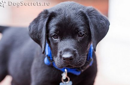 Hogyan kell elnevezni a fiú, mint a Labrador kutya nevezett szabályok és jellemzői a kutya neve, receptek