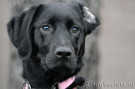 Hogyan kell elnevezni a legnépszerűbb becenevek Labrador Labrador fiúk és lányok