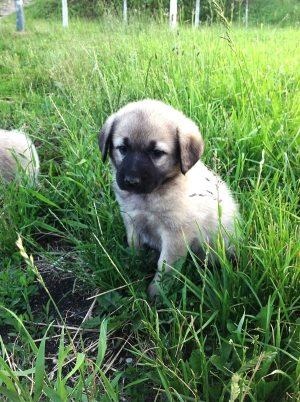 Hogyan felhívni a lányt, labrador kiskutyát, a kiskutya