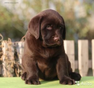 Hogyan felhívni a lányt, labrador kiskutyát, a kiskutya