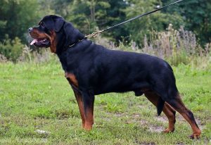 Hogyan felhívni a lányt, labrador kiskutyát, a kiskutya