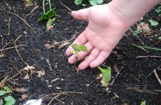 Hogyan állapítható meg a talaj termőképességét - uh! Cottage 100 tippeket az alku