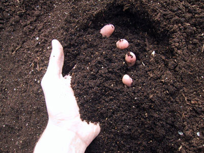 Hogyan határozzák meg a készítmény a talaj a kertben