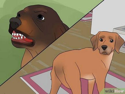 Hogyan elválaszt a kutya harap mások