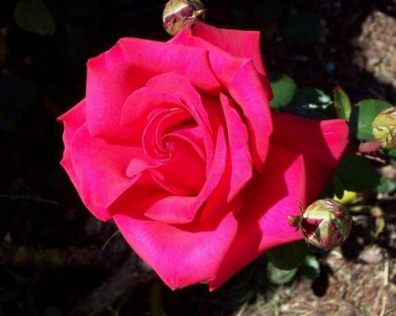 Hogyan ültessünk egy rózsát a csokrot, dugvány és palánták