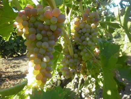 Hogyan növény szőlő dugványok ősszel - a termesztés dugványok szőlő