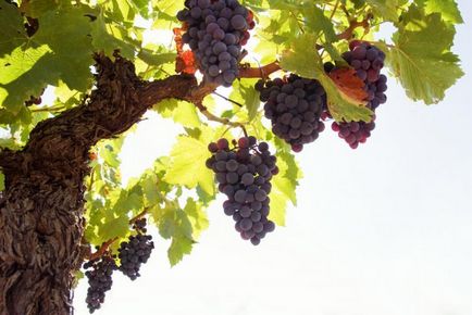 Hogyan növény szőlő dugványok ősszel - a termesztés dugványok szőlő