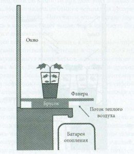 Hogyan növény szőlő dugványok otthon szaporítják tűlevelű dugványok