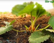 Milyen a növény a hagyma tavasszal videó