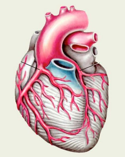 Hogyan működik az emberi szív
