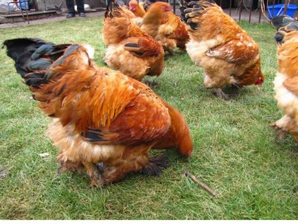 Hogyan gyorsítható csirkék az országban rétegek és brojlercsirkék, a PM nyáron (hol kezdjem, sziklák, és az érvek és ellenérvek