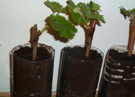 Hogyan növény szőlő dugványok tavasszal otthon