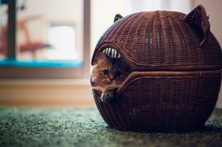 Hogyan készítsünk egy házat a macska a saját kezével - fotók és videók az oldalon lábakat és a farkat