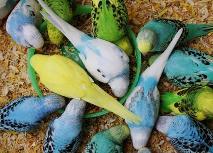 Hogyan törődik papagájok az otthoni, tubicáim