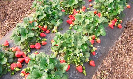 Hogyan nőnek eper az országban ültetés, öntözés jellemzői