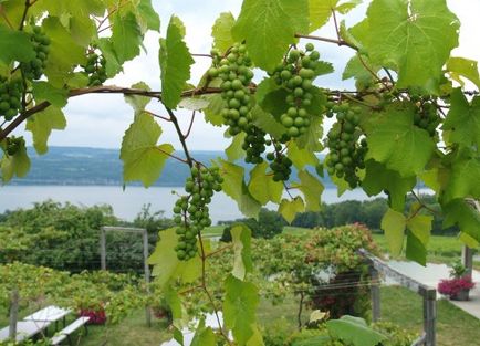 Hogyan növekszik a szőlő dugványok mikor és hogyan kell ültetni szőlő
