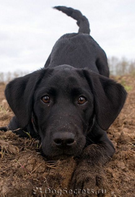 Becenevek Labrador nevek a lányok és a fiúk, hogyan kell hívni