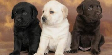 Becenevek Labrador fiú és egy lány, hogyan válasszuk ki a nevét a kutya