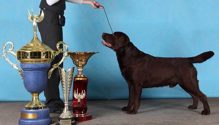 Becenevek Labrador fiú és egy lány, hogyan válasszuk ki a nevét a kutya