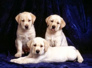 Becenevek labrador kutyák, mint a Labrador nevű fiú nevek kutyák lányok