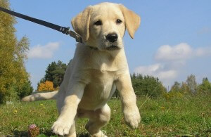 Becenevek labrador kutyák, mint a Labrador nevű fiú nevek kutyák lányok