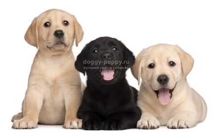 Labrador kutyák becenevek és jelentésük