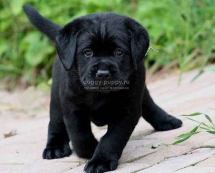 Becenevek kutyák labrador és jelentésük - fauna