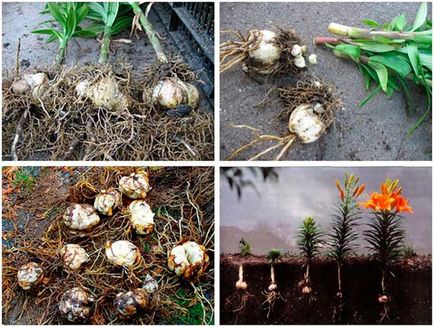 Amikor ez a legjobb transzplantációs liliom, tavasszal és ősszel - a kérdésekre adott válaszok (jobb) Amikor ez a legjobb transzplantációs liliom, tavasszal és ősszel - a kérdésekre adott válaszok
