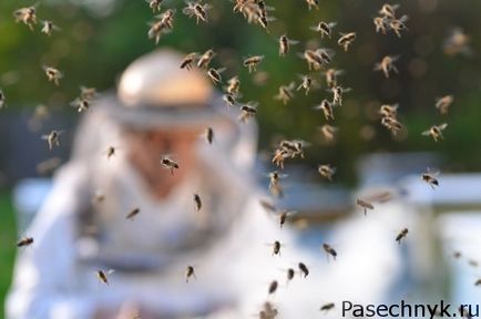 Amikor a méhek rajzása időszakban a jelek és okait rajzás