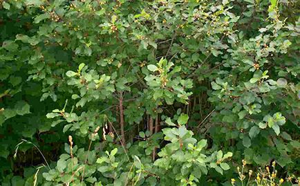 Buckthorn kéreg hasznos tulajdonságok és ellenjavallatok (Buckthorn olhovidnaya)