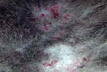 Feline Miliáris dermatitis