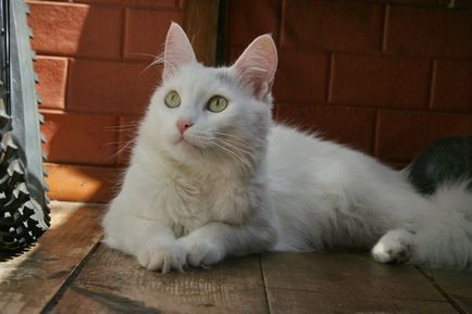 Cat Török angóra - fajta leírás, természet, tartalom és az ár