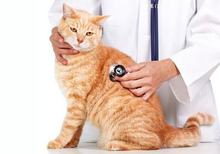 Cat tönkreteszed vér, okok, diagnózis, kezelés és a megelőzés
