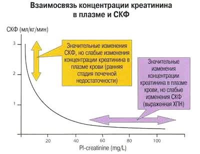 A kreatinin a norma a vérben, emelkedett, csökkentette