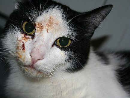 A vér egy macska vagy macska tipikus esetek