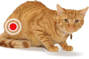 Vér a vizeletben egy macska kezelésére és megelőzésére
