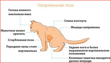 Vér a vizeletben egy macska okoz és a kezelés