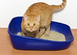 Vér a vizeletben egy macska kasztrált, okok, kezelés, mit kell tenni