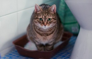 Vér a vizeletben egy macska, egy macska vagy egy kiscica - okainak, diagnózis és a kezelés